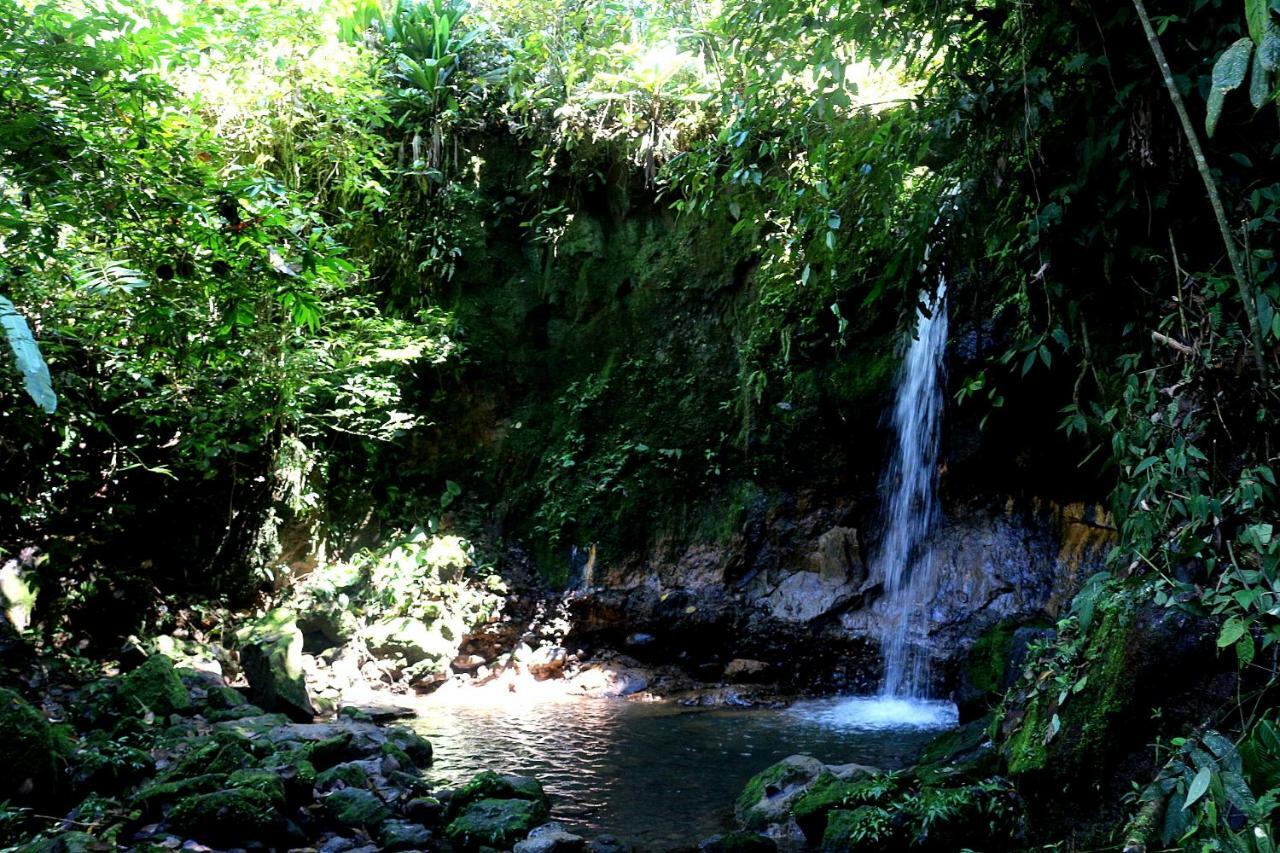 Misahualli Amazon Lodge Tena Bagian luar foto